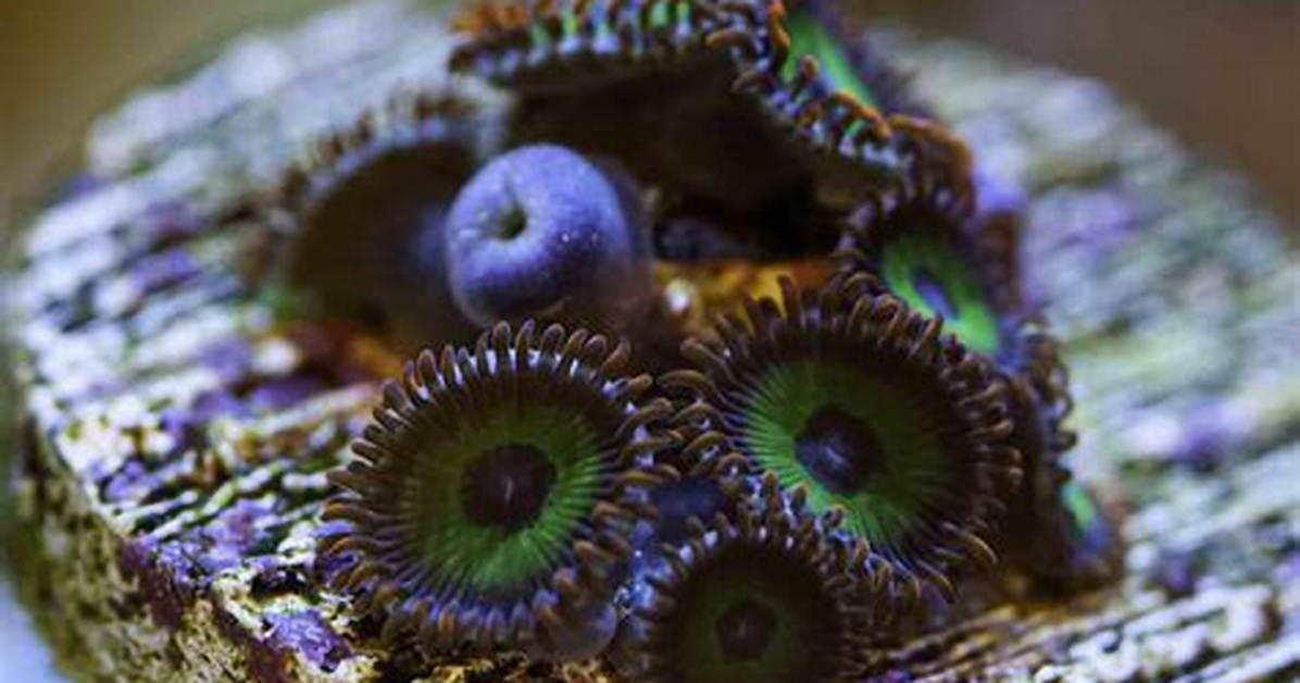 Do Zoanthids Need to Be Fed?
