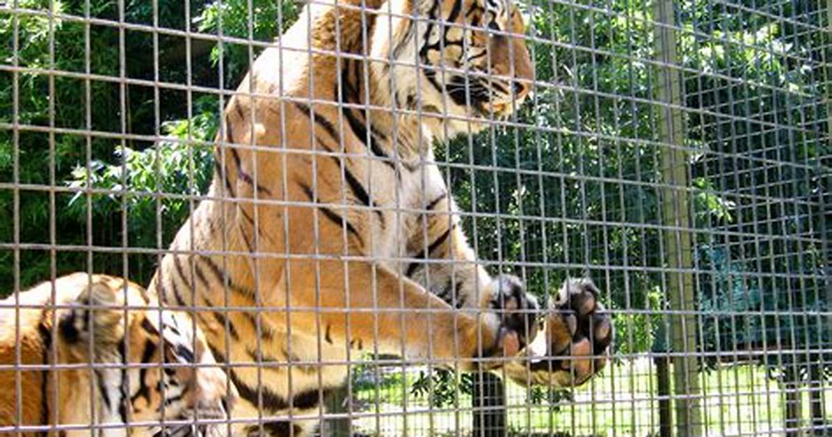 Do Zoos Help Animals?