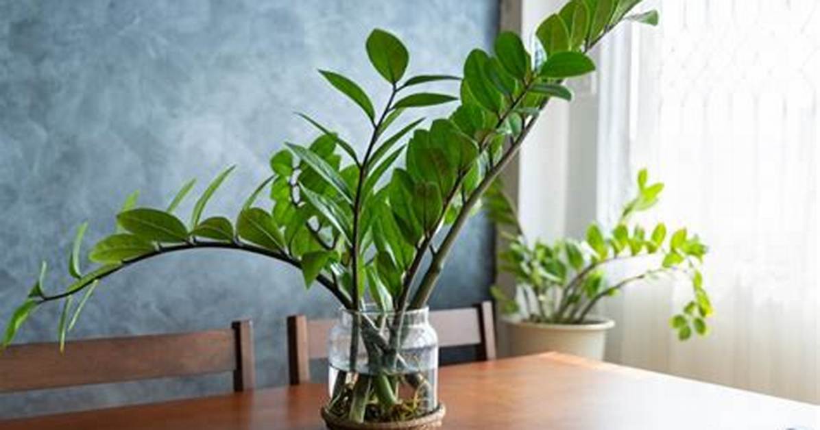 Do Zz Plants Like Humidity
