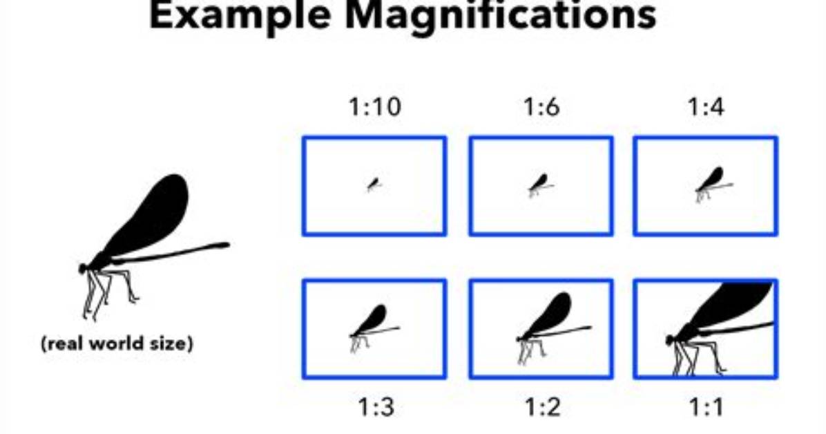 Does 1X Magnification Mean?