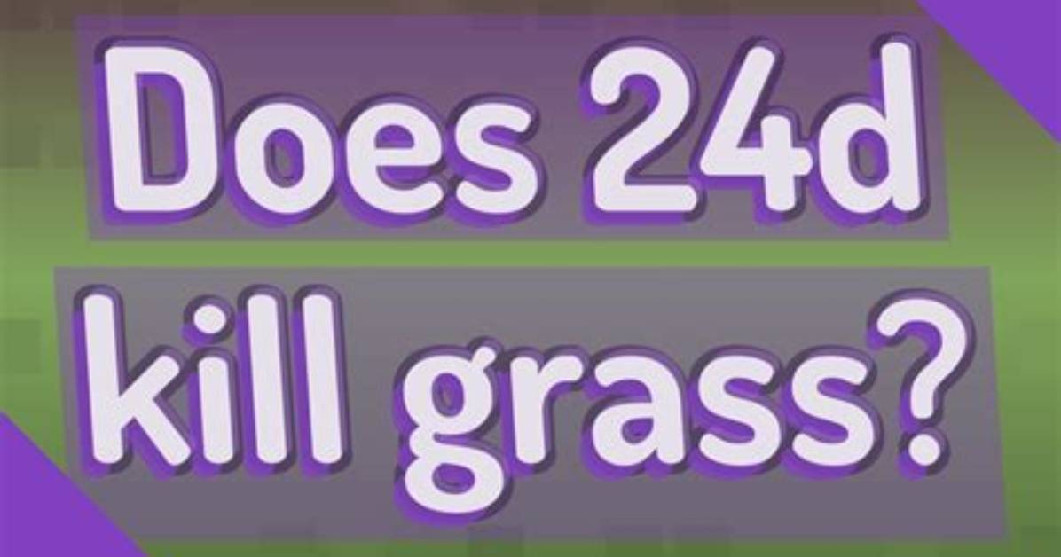 Does 24D Kill New Grass