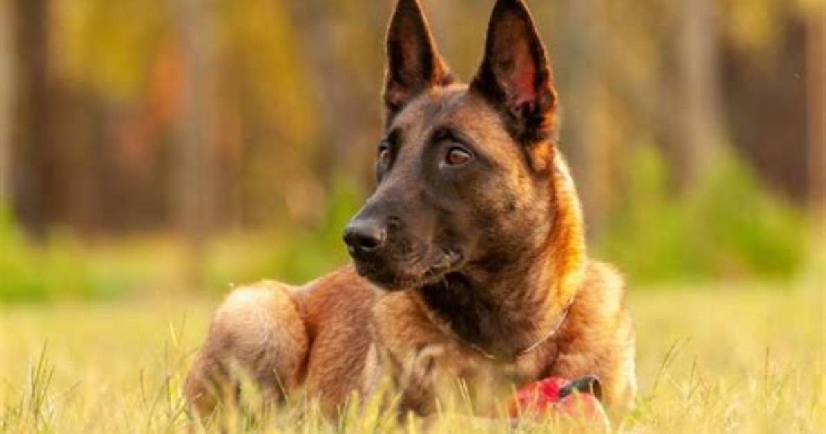 Does a Belgian Shepherd Shed?