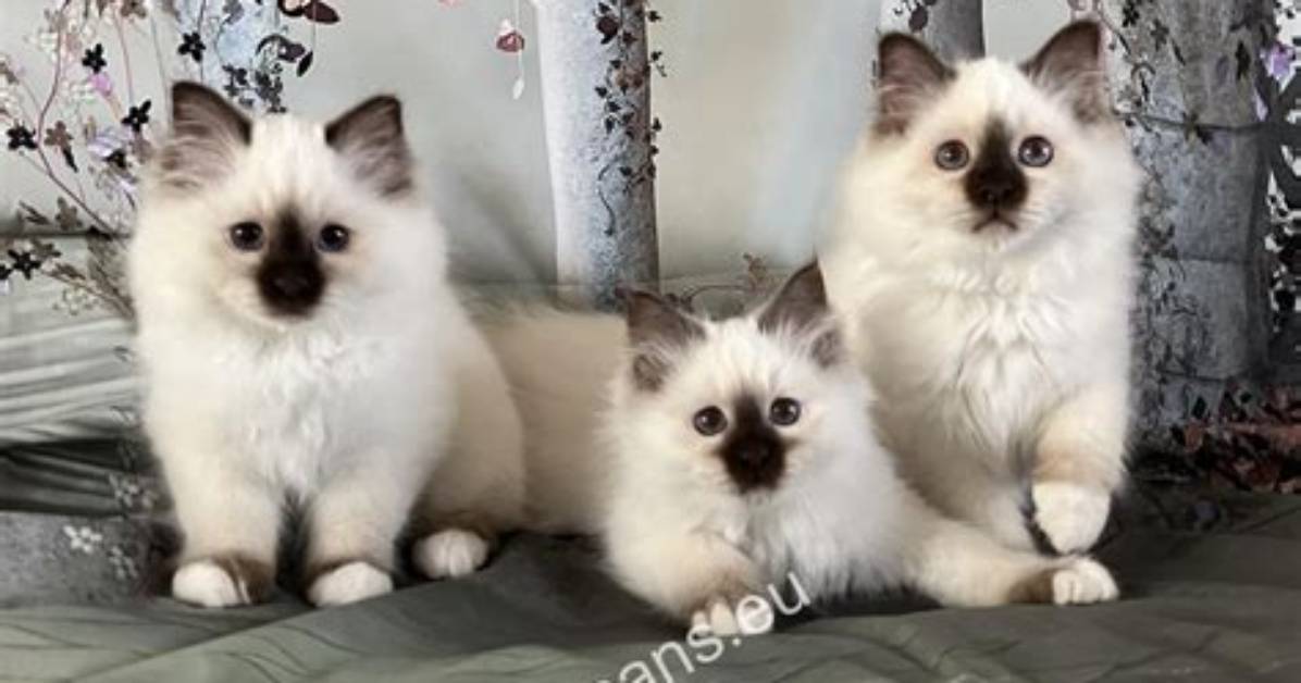 Does a Birman Cat Shed?