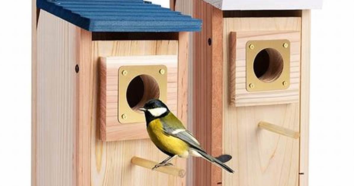 Does a Bluebird House Need a Perch