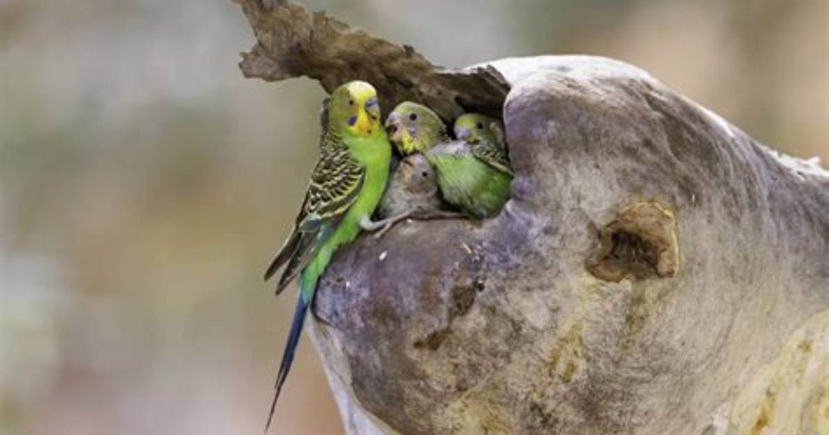Does a Budgerigar Have Any Predators?