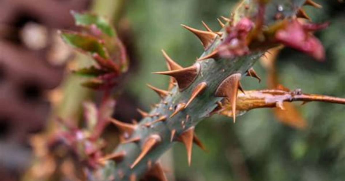Does a Burning Bush Have Thorns?
