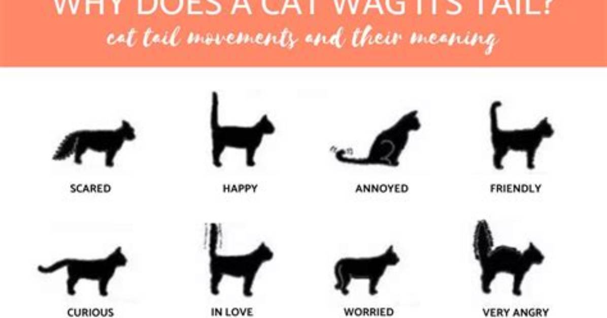 Does a Cat's Tail Move Involuntarily?
