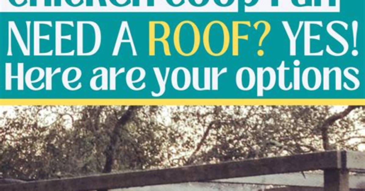 Does a Chicken Run Need to Be Covered