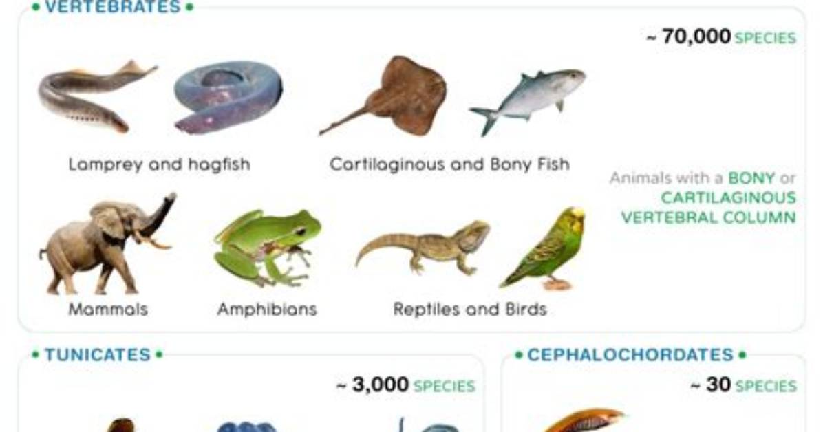 Does a Chordata Have Backbones?