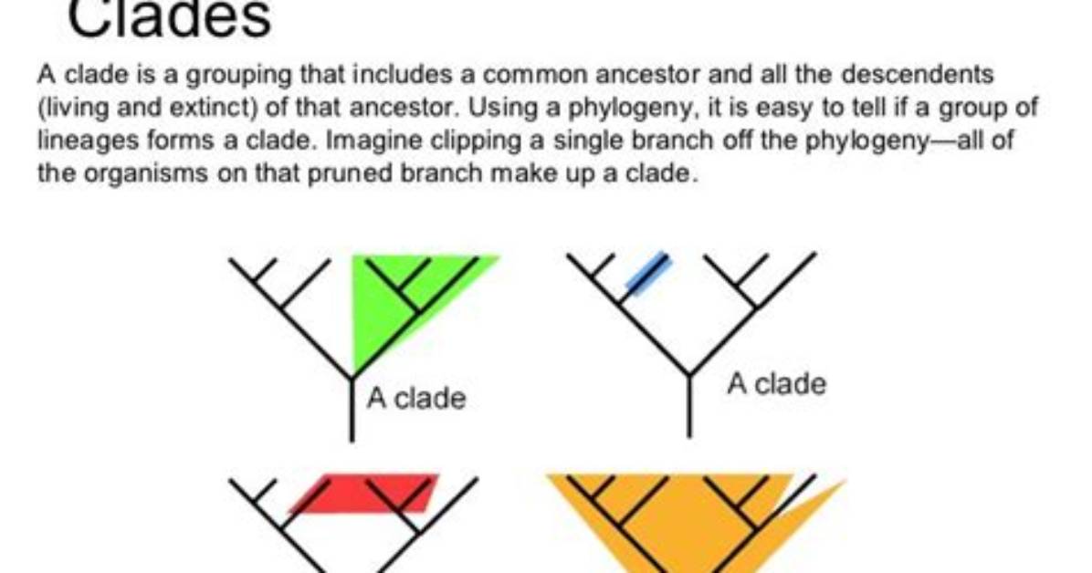 Does a Clade Have to Be a Monophyletic Group?
