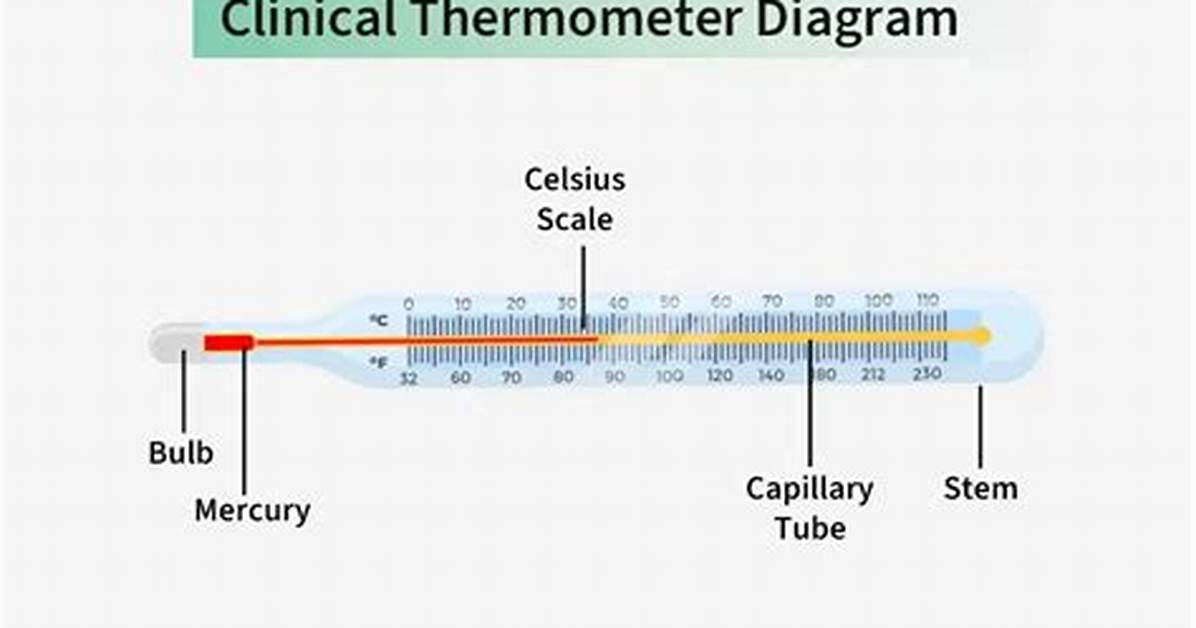 Does a Clinical Thermometer Have a Large Bore?