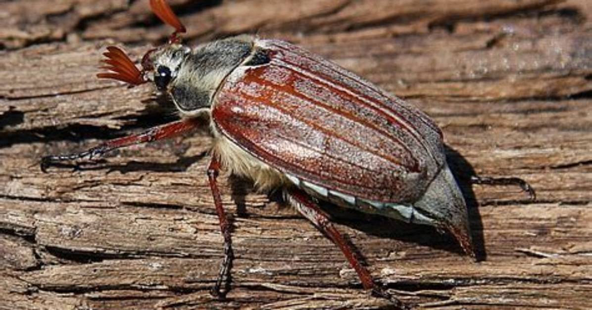 Does a Cockchafer Sting?