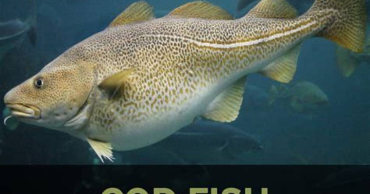 Does a Codfish Have a Backbone?