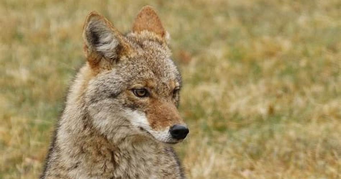 Does a Coyote Look Like?