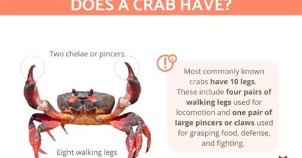 Does a Crustaceans Have Legs?