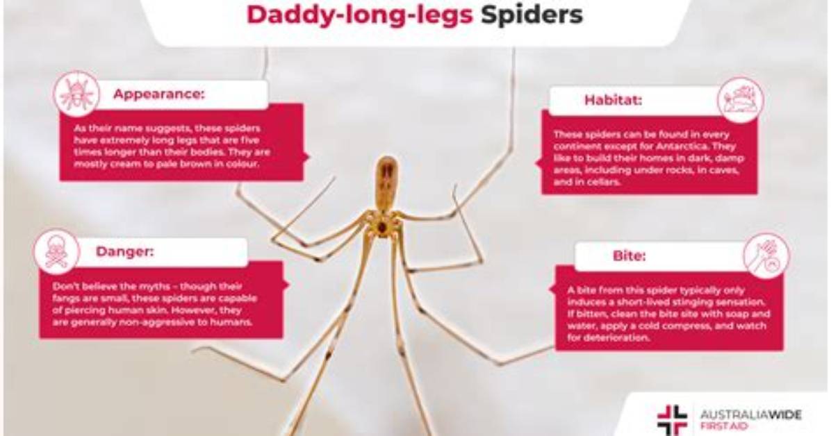 Does a Daddy Long Legs Bite?