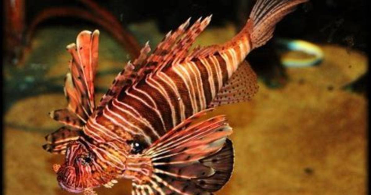 Does a Devilfish Look Like?