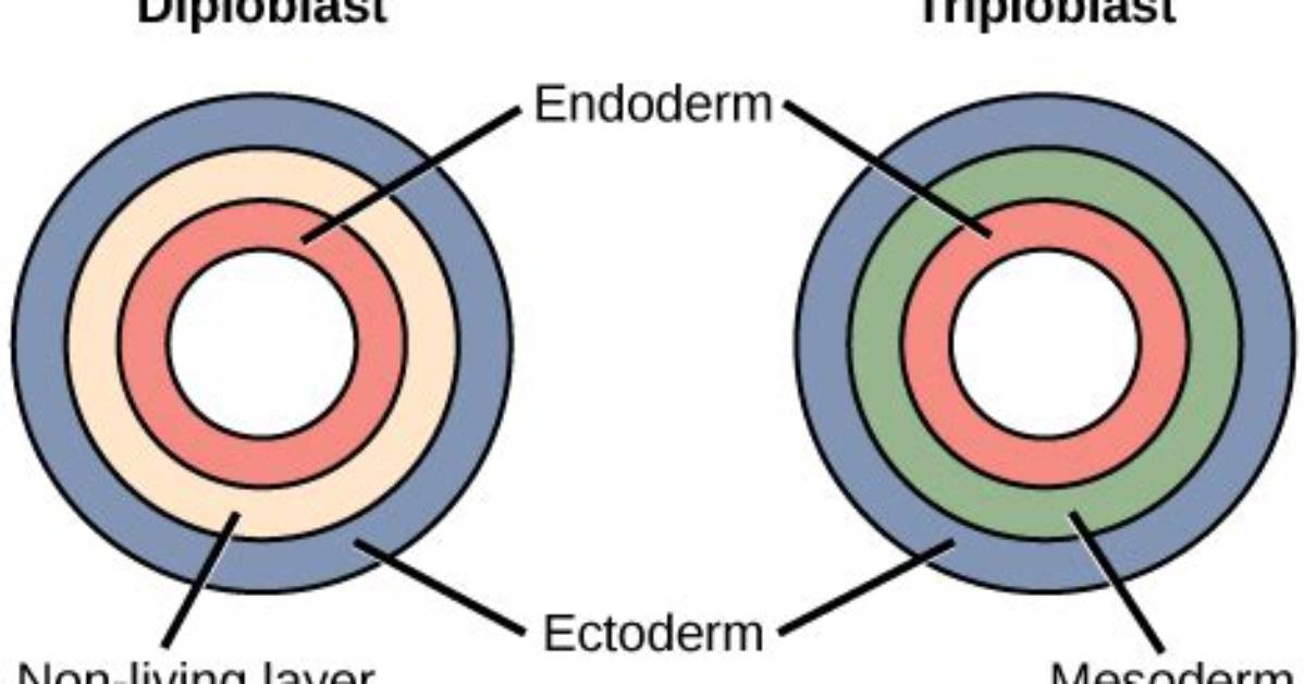 Does a Diploblast Have a Mesoderm?