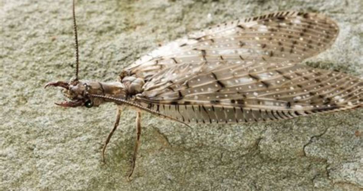 Does a Dobsonfly Bite?