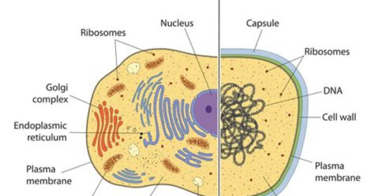 Does a Eukaryotic Cell Have a Cell Membrane?