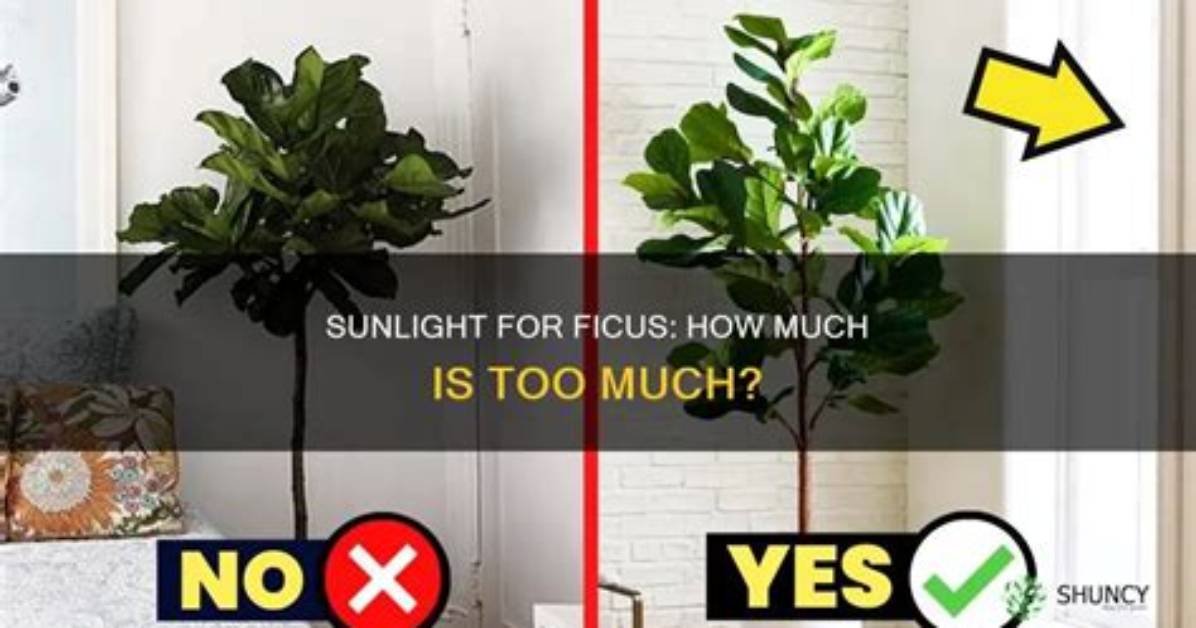 Does a Ficus Need Sunlight?