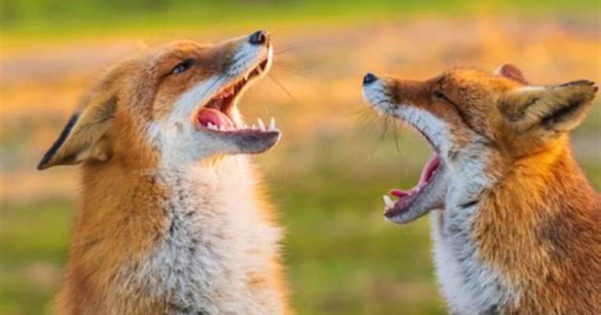 Does a Fox Bark?