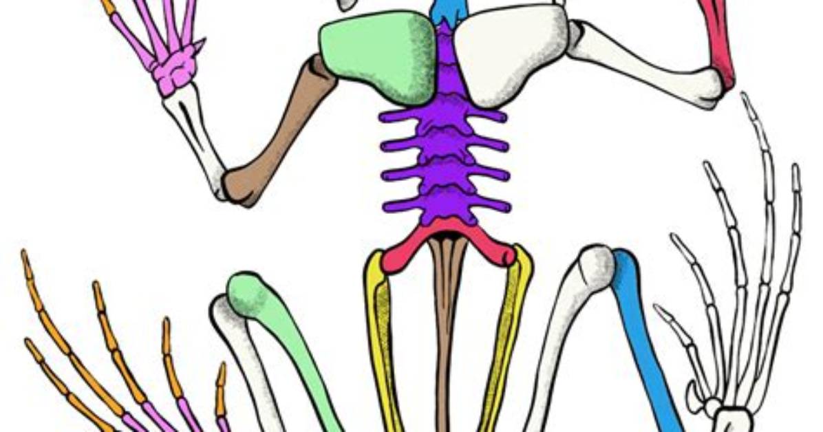 Does a Frog Have a Backbone?