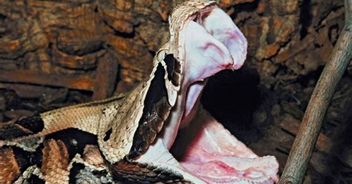 Does a Gaboon Viper Bite?