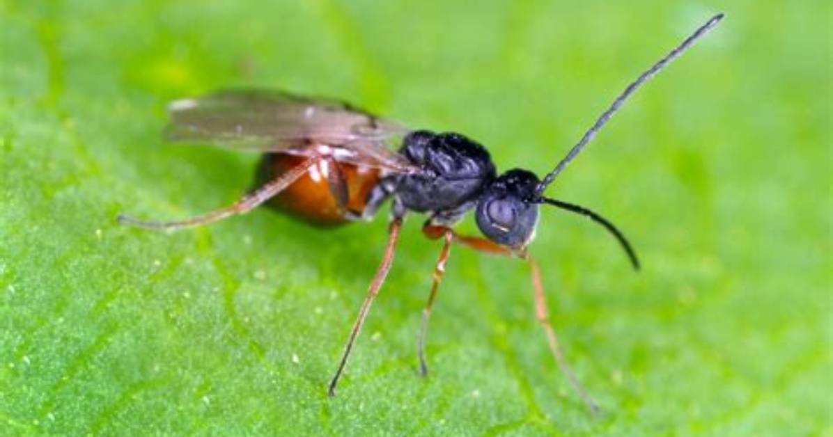 Does a Gall Wasp Sting