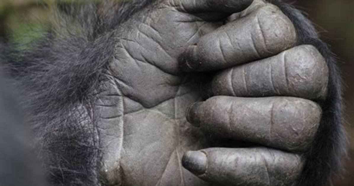 Does a Gorilla Have a Thumb