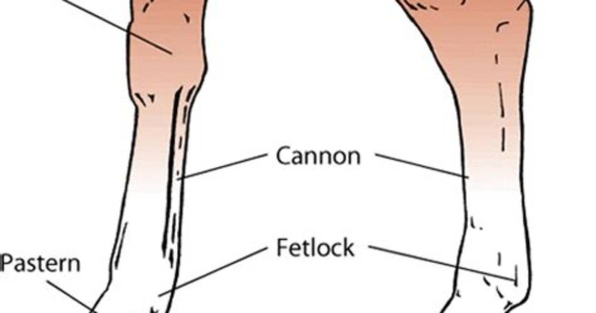 Does a Horse Have Fetlocks?
