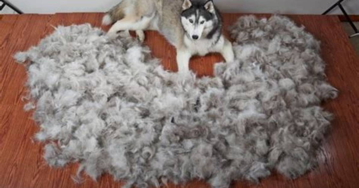 Does a Husky Shed?