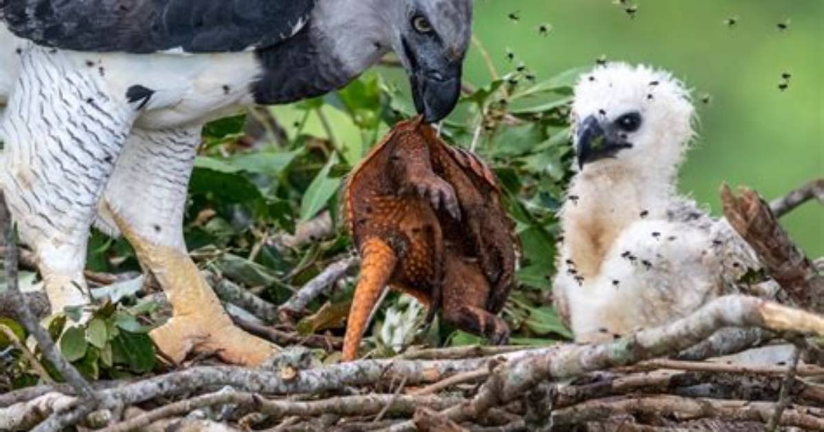 Does a Jaguar Eat a Harpy Eagle?