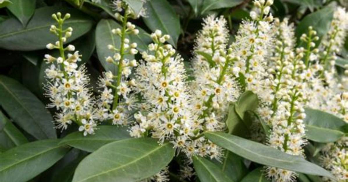 Does a Laurel Tree Have Flowers