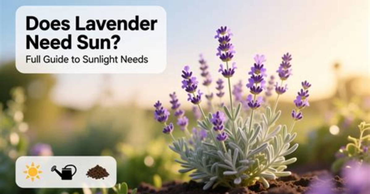 Does a Lavender Plant Need Sunlight