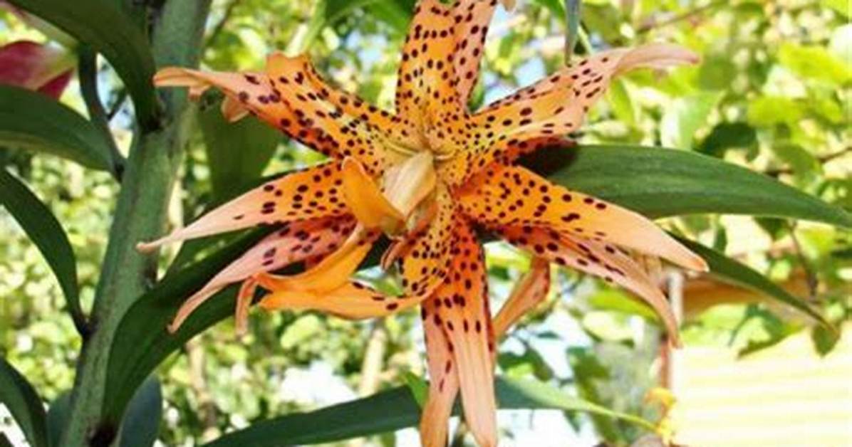 Does a Leopard Lily Flower