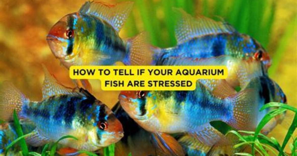 Does a Loud Filter Bother Fish?