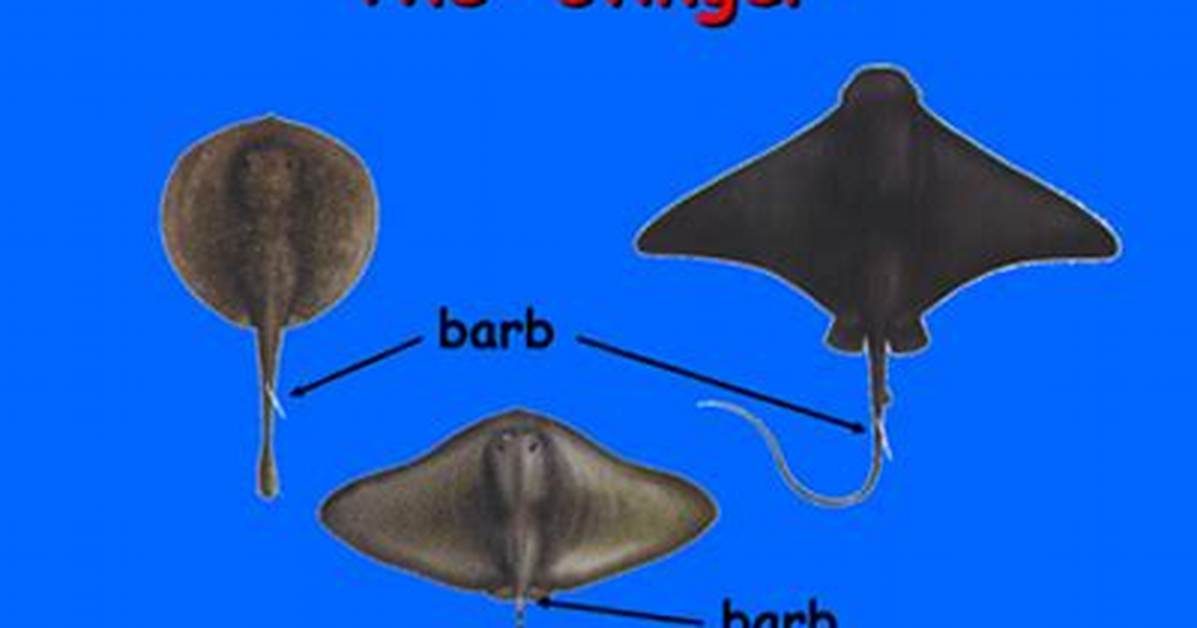 Does a Manta Ray Have a Stinger?