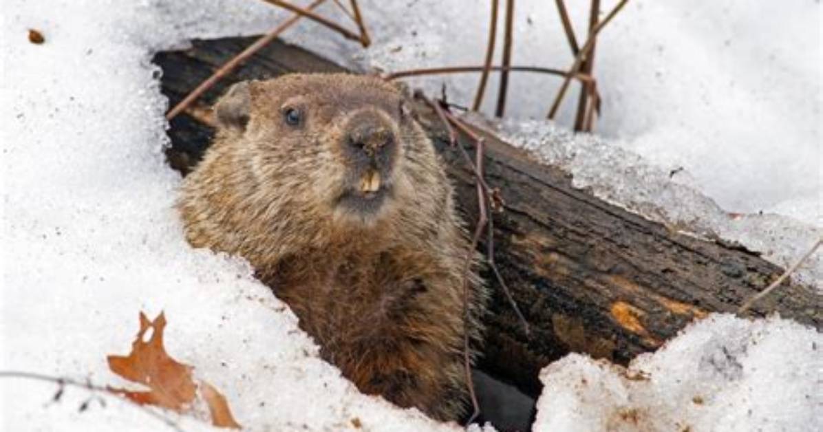 Does a Marmot Hibernate?