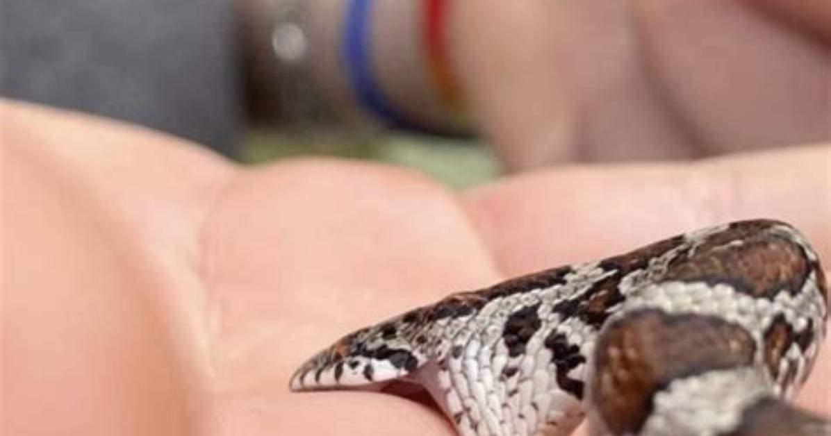 Does a Milk Snake Bite Hurt?