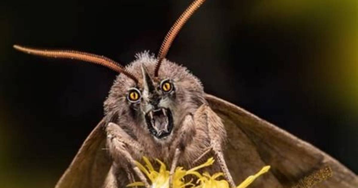 Does a Moth Have a Mouth