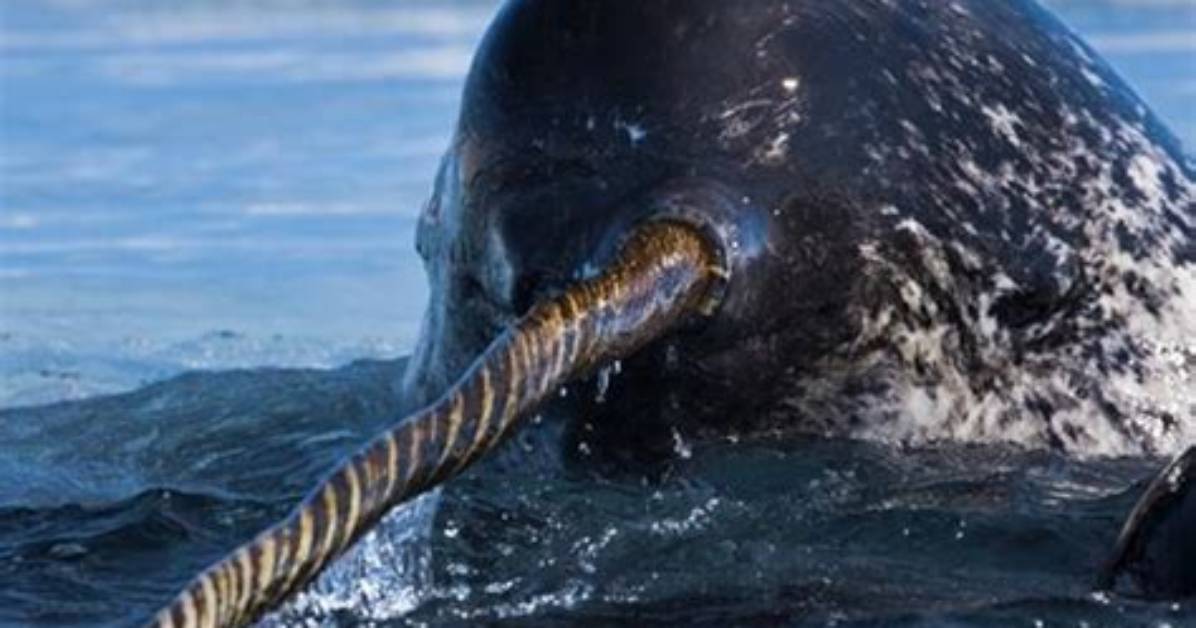 Does a Narwhals Have Gills?