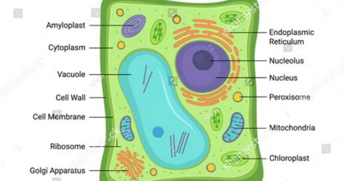 Does a Plant Cell Have a Cell Membrane