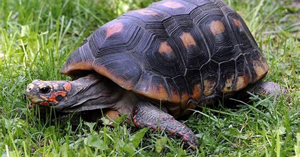 Does a Red Footed Tortoise Hibernate?