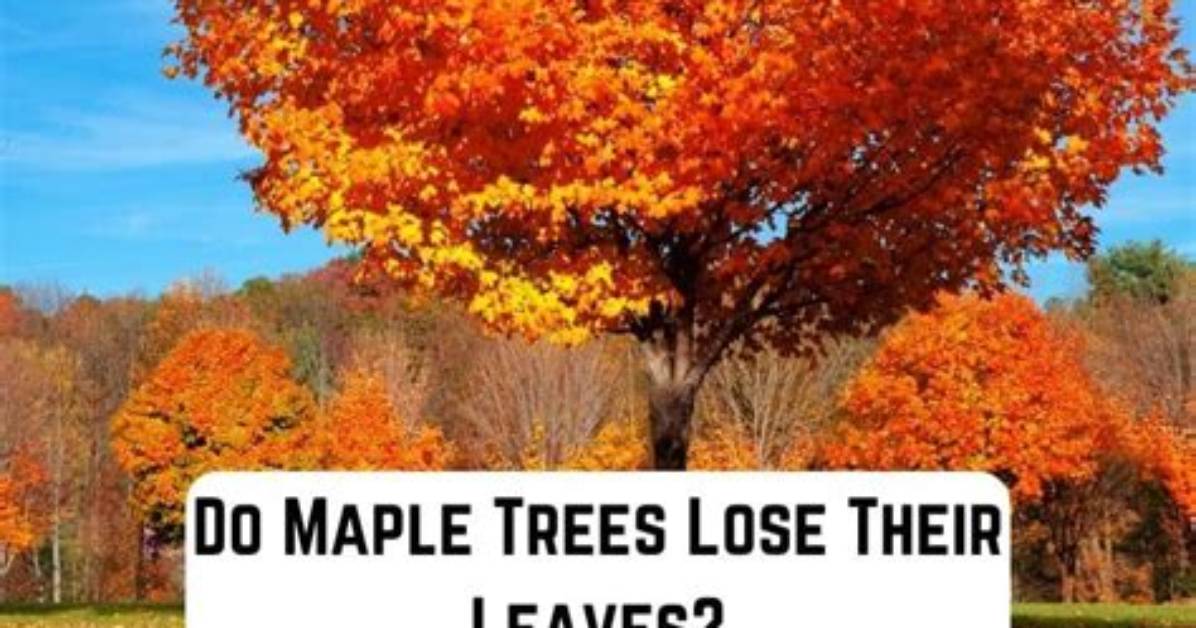 Does a Red Maple Tree Lose Its Leaves?