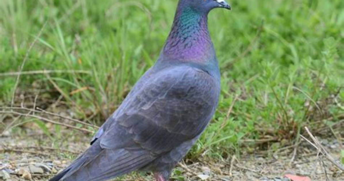 Does a Rock Pigeon Migrate?