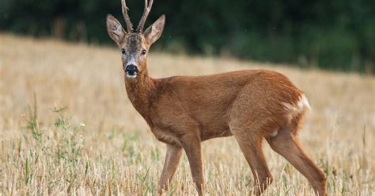 Does a Roe Deer Have a Tail?