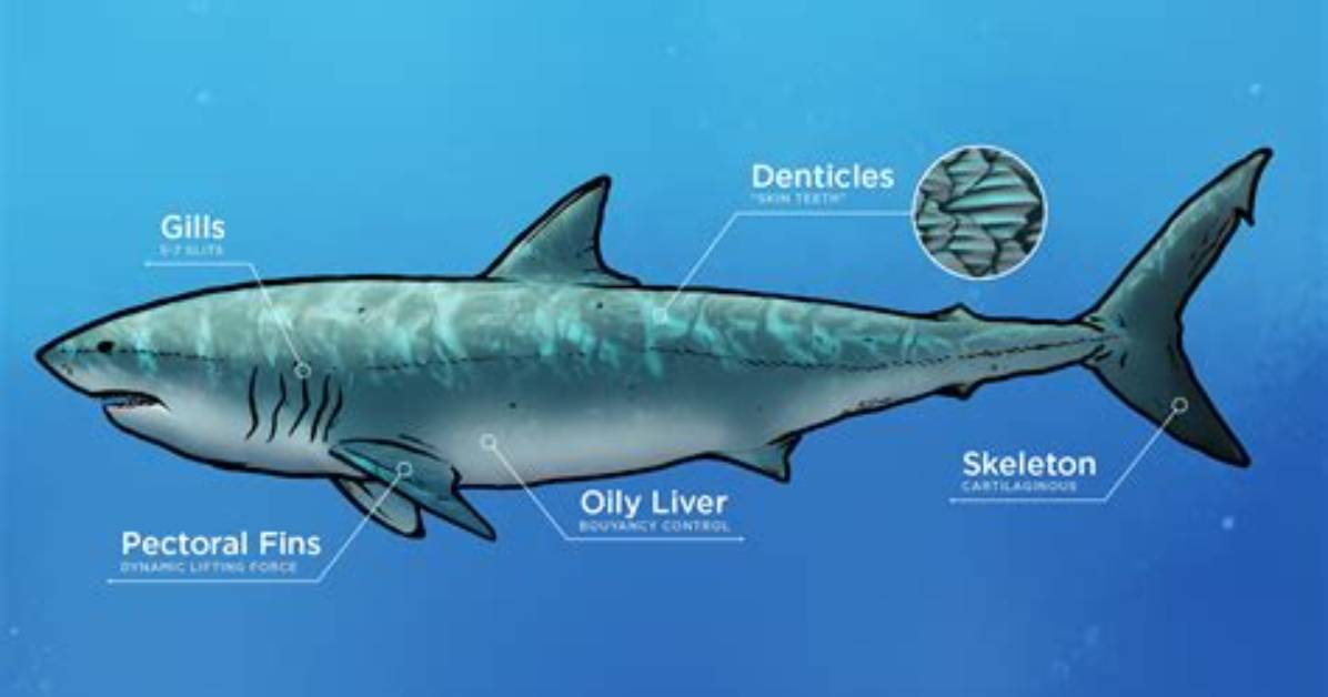 Does a Shark Have an Exoskeleton?