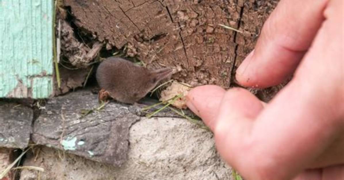 Does a Shrew Have a Poisonous Bite?