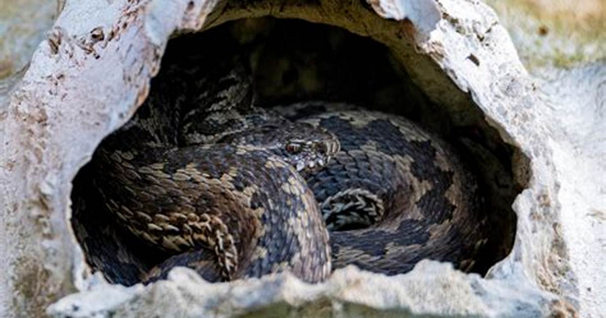 Does a Snake Hibernate?